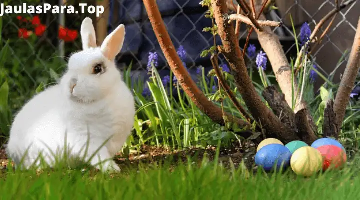 ¿Cuánto tiempo vive un conejo en la naturaleza y en la casa? Consejos para que tu mascota viva más años