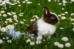 Cuánto vive un conejo enano 300 X 200