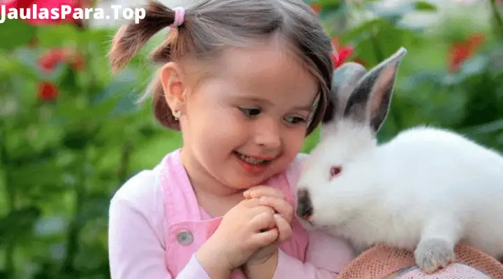 ¿Qué juegos le gustan a los conejos y cómo jugar con ellos? Juguetes caseros que evitarán que se aburran