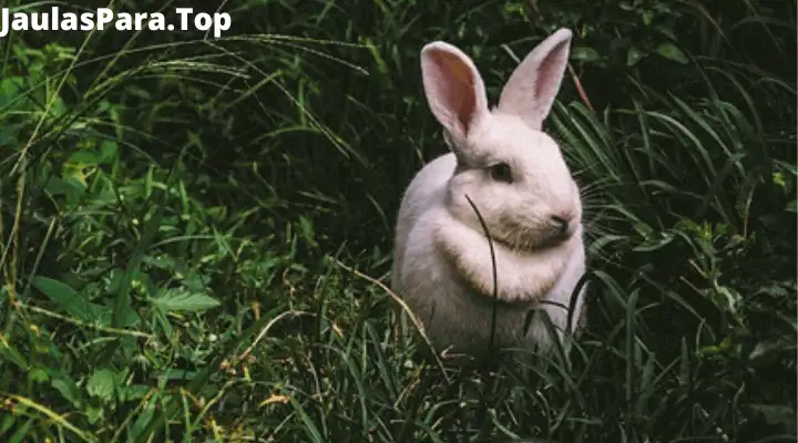 ¿Cuáles son las características de un conejo y cómo es su comportamiento?