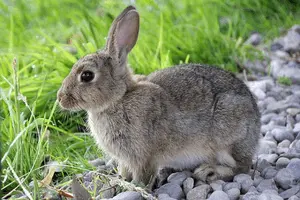 cuánto es lo mínimo que vive un conejo 300 X 200