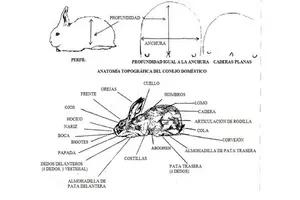 gráfico con las características y anatomía de los conejos 300 X 200