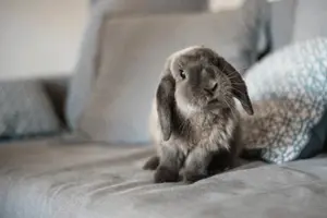mi conejo está triste solo y deprimido 300 X 200