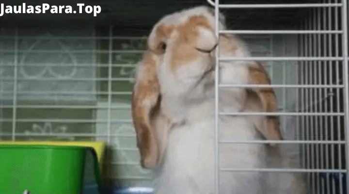 ¿Por qué los conejos muerden la jaula y cómo puedo hacer para corregirlo?
