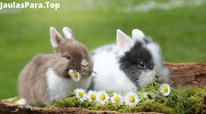 ¿Qué tan bueno es tener conejos en casa? Ventajas y desventajas de tener un conejo como mascota